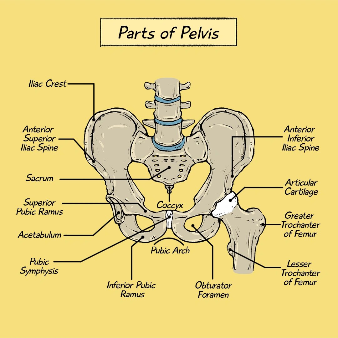 Parts of Pelvis